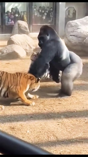 Gorilla Stands Its Ground as Two Tigers Breach the Zoo | Real Phone Footage