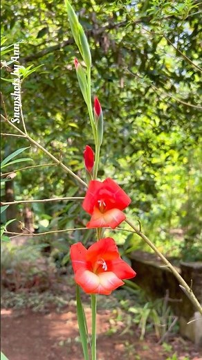 Stunning Gladiolus Flower Bloom | Beautiful Gladiolus Garden | 🌸#gardenflowers #gladiolus #flowers