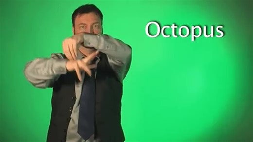 Octopus