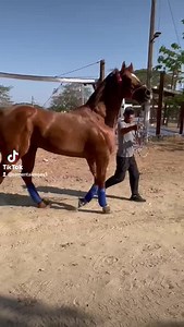 90K views · 5.3K reactions | EL CHILYS "STRENGTH IN FDD"  [FIRST DOWN DASH-STRENGTH IN NUMBERS X STRAWFLY SPECIAL]. YA ESTA EN PINOTEPA NACIONAL, OAXACA MAQUILANDO POR UN COSTO DE $10 MIL PESOS. APARTA TU MAQUILA CON UN MENSAJILLO AQUÍ DIRECTO A LA PÁGINA. | Caballos Sementales Oaxaca | Facebook