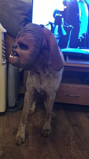 Vocal dog has on a Chewbacca mask, and owner can't stop laughing.