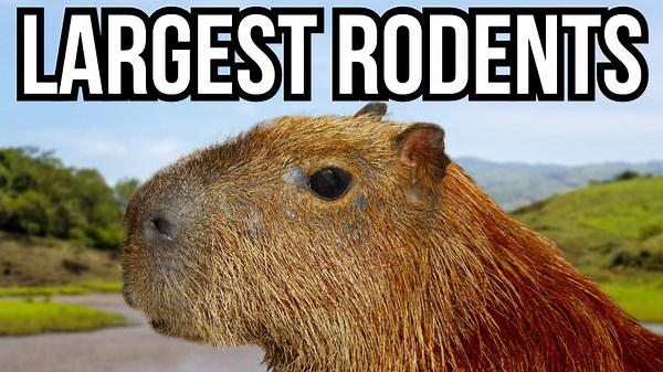 From Giant Beavers To Capybaras - The Biggest Rodents On Earth