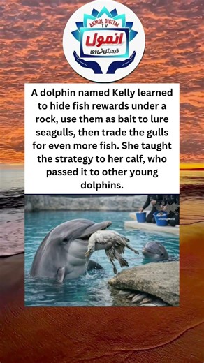 A dolphin named Kelly learned to hide fish rewards under a rock, use them as bait to lure seagulls.