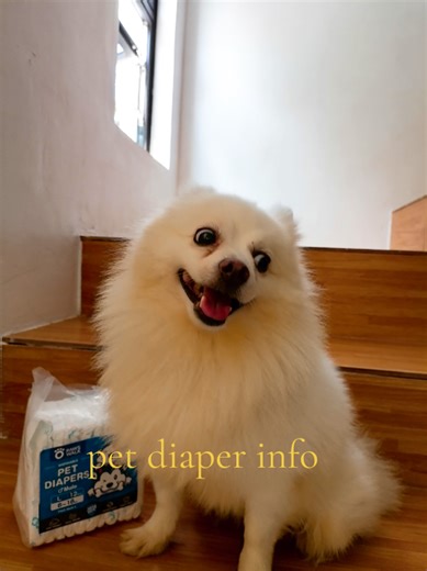 How to check diaper size. #diapersize #diaperforpuppies #pomeranian #petdiaper