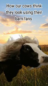 It's been a hot summer ☀️ Luckily, our cows have barn fans that keep them nice and comfortable - like their own personal air cow-nditioning! These ladies love cooling off and picturing how awesome their hair looks in the breeze 🐮 #cows #funny #local #farm #colorado | Morning Fresh Dairy Farm