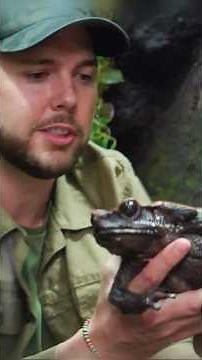 Holding the Largest Toad in South America!