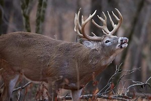 Regional Rut Update: Where to Find Active Bucks This Thanksgiving Weekend - Game & Fish