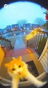 She’s not coming back😭🐈#sora2 #shorts