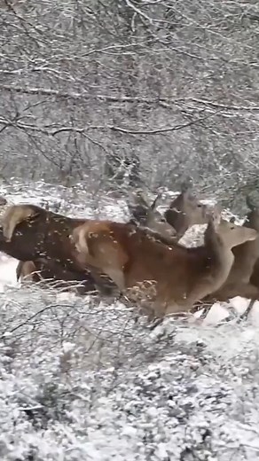 El regreso del alien 🤯 #Enchufetv #comedia #alien | enchufetv