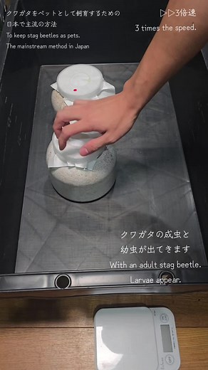 クワガタの飼い方と部屋作りの完全ガイド