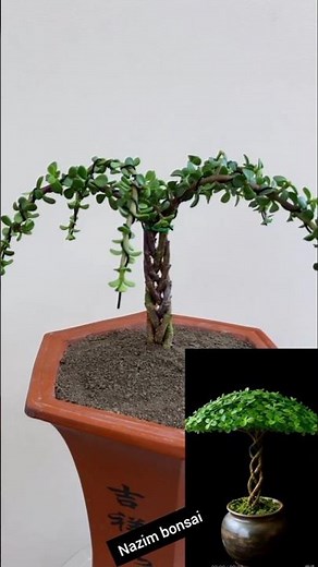 Tutorial on how to create a braided umbrella-shaped hairstyle for Jade Plants #bonsai #heronsbonsai