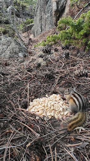 Feeding Wild Chipmunks in the Mountains!