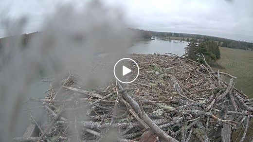 Osprey Cam - Lamoine, ME