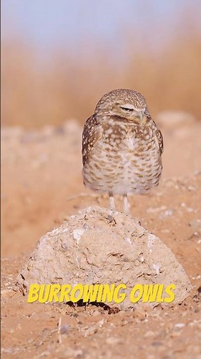 Meet the Cutest Owl You’ve Ever Seen!
