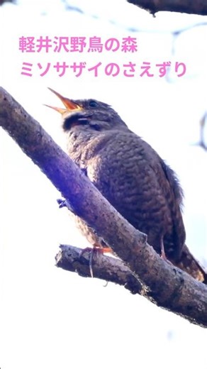 【野鳥】軽井沢野鳥の森 ミソサザイの素敵なさえずり