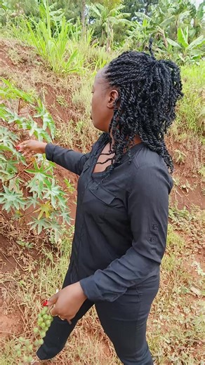 castor plant | castor oil tree