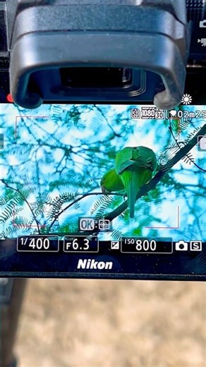 Nikon Z7ii + Sigma 150-600mm vs iPhone 14 | Wildlife & Bird Photography Test | Captured by Piyush