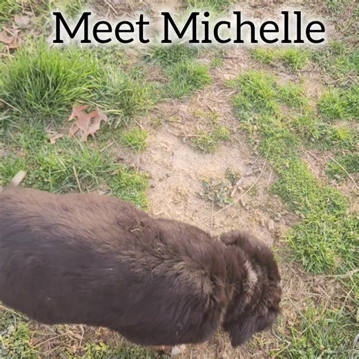 6.1K views · 131 reactions | Meet Michelle, a female Bernese Mountain Dog puppy! #goatmilkstuff #bernesemountaindog #bernesemountaindoglovers #bernesemountaindogpuppy | Goat Milk Stuff | Facebook