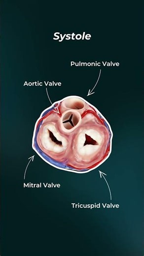 Heart Valve Mechanics: Systole & Diastole