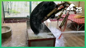 ❣ Friday smile alert! ❣ Moon bear Breeze was rescued by Animals Asia from a bile farm earlier this year. He'd spent around 20 years trapped in a tiny, dark cage so his bile could be extracted and sold for traditional medicine. At our sanctuary, Breeze spent some time in quarantine where our vets checked his health and our bear care team worked with him every day to build his confidence, trust, and strength. He moved to his forever home recently, a den full of toys, structures and enrichment item