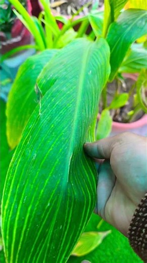 Kanna Lily plant #ytshorts #gardeningtips #gardenflowers