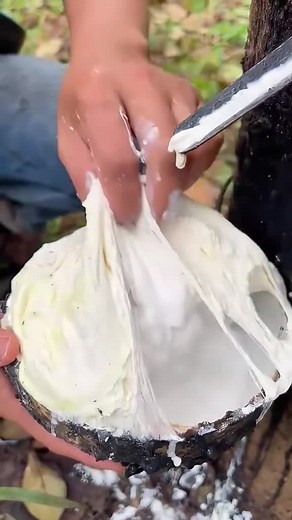 고무짜기 비법과 밤티나무의 모든 것