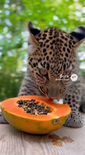 Leopard Cub ASMR: Eating Papaya 🦁🥭