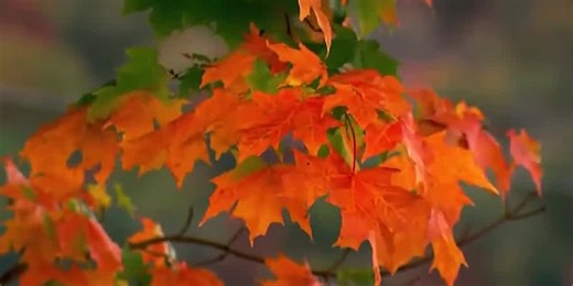 ‘Fall color guy’ announces peak color schedule for Boone, surrounding areas