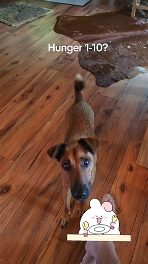 Dog Hunger Scale: How to Tell If Your Dog Is Hungry (1–10)