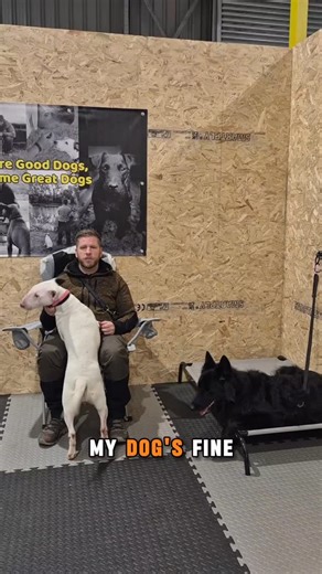 Still saying ‘he’s fine until…’? That’s your warning sign!” Dogs follow authority — not emotion. If your dog’s leading the walk, choosing when to listen, or losing their head around triggers… you’re managing, not leading. We fix that — fast. Through balanced structure, calm mindset, and real-world training. Follow K9 Greatness now — where we turn chaos into calm, one dog at a time. | K9 Greatness