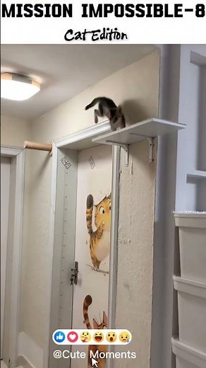 Insane Cat Climbing Skills — Wall-to-Wall Jumps You Won’t Believe!