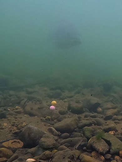 Inside a Carp’s Mind #fishing #carp #underwater