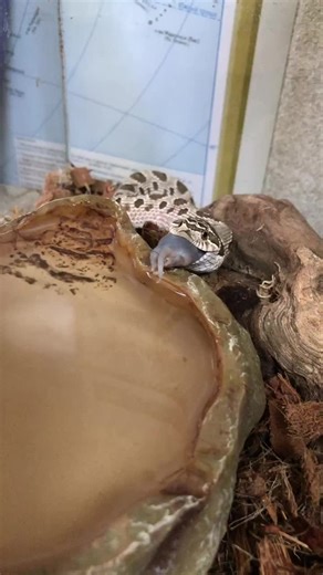 Ball Python Feeding Behavior in Terrarium