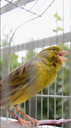 Spanish timbrado canary song - 21-019