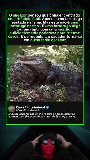 O ALIGÁTOR ESCOLHEU A TARTARUGA ERRADA