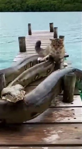 Dockside War: Mom Cat vs Giant Anaconda Lunge