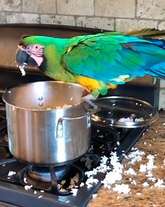 35K views · 443 reactions | Mango, the macaw, is Carla's unexpected helper, following her like a loyal dog. From dishes to naps, their bond is beyond what Carla could have imagined when getting Mango wasn't even her choice 列 #macaw #birdlover #cuddlebuddies | Cuddle Buddies | Facebook