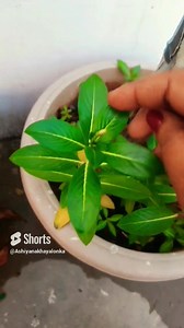 2.8M views · 100K reactions | TREE SHAPE VINCA # how to make vinca bonsai # सदाबहार की बोनसाई कैसे बनाएं #youtubeshorts | Ashiyana khayalon ka | Facebook
