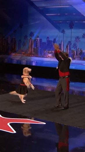 ✨ From dancing dogs to powerhouse performers! 👏🏻 ANY talent can audition. 🐶💥 Show us what you’ve got → AGTauditions.com #AGT #AGTauditions | AGT Auditions