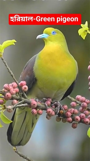 They spend their lives in the hollows of trees. Green pigeons birds in India and Bangladesh #pigeon