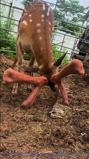 Why This Sika Deer Can’t Lift Its Head (Velvet Antlers)