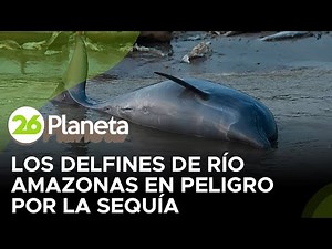 Los delfines de río Amazonas en peligro por la sequía