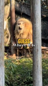 A chat between a lion and a tourist? 🦁️💬 Guess what they're talking about🤣 #lion #sichuan #funny #cuteanimals #ChinaTravel | 華夏focus