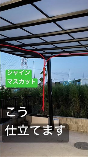 🍇シャインマスカットの理想の棚をDIYで作ります！