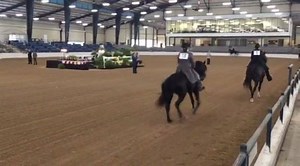 The Kentucky Mountain Saddle Horse International Grand Championship is underway! This breed was historically used for long travel over rough terrain, and was developed to have gentle temperaments so that they could be handled by young members of the farm families. The competition continues through the weekend at the park's covered arena! | Kentucky Horse Park