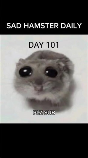 🐹 SAD HAMSTER DAILY - DAY 101 #hamster #memes #youtube #shorts #like #subscribe #fyp