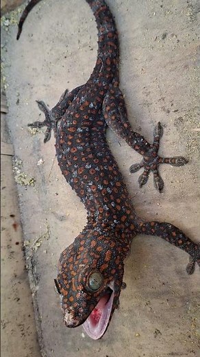 Tokek Gecko Sound #Lizard #gecko