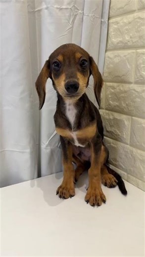 JJB Doxle Puppy (Male)