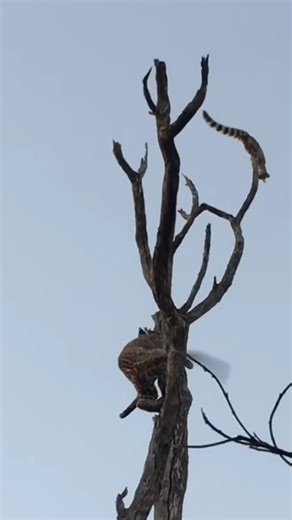 Genet's agility against a leopard