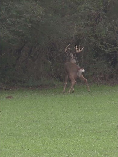 Buck Making A Scrape